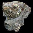 Iridescent Hoploscaphites Ammonite - South Dakota #34175-1